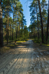 A dirt road in a forest with trees on either side