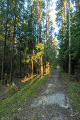 A path through a forest with trees on either side