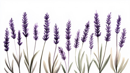 Naklejka premium Watercolor illustration of lavender flowers with green leaves on a white background, featuring tall purple blooms and delicate stems.