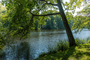 A tree is next to a body of water