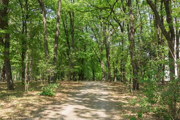 A path through a forest with trees on either side