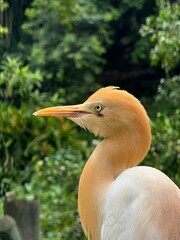 Close-up of a heron with a lush green forest background.