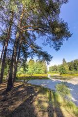 A forest with a lake in the background