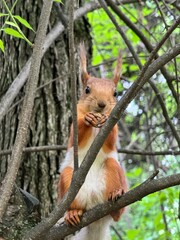 A cute squirrel perched on a tree branch in a forest setting.