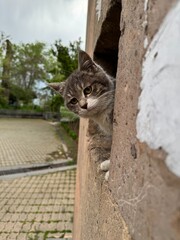 Curious kitten peeking out from an old stone wall with greenery in the background.