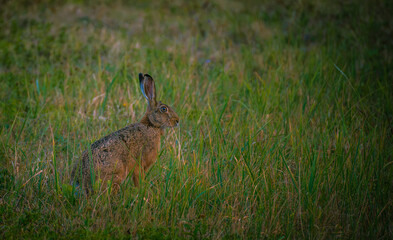 Wild rabbit is watching