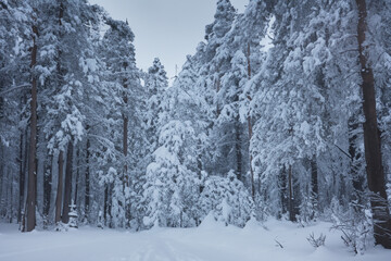 A forest winter with trees. cold snow tree concept. tall trees in a forest in winter with snowy skies and white clouds. a forest in winter with tall trees in white lifestyle with snowy skies.