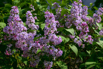 Spring branches of pink purple lilac in the garden park. Love and tenderness