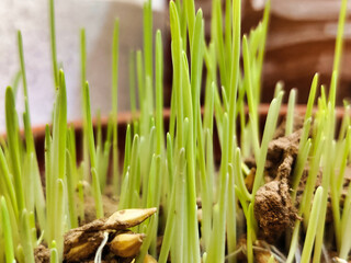 Picture of sprouted wheat grass in a pot. Close-up view with selective focus.
