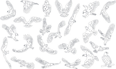set of flying eagles sketch on white background, vector