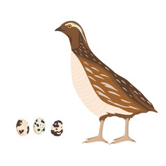 Bobwhite quail farm bird and three eggs