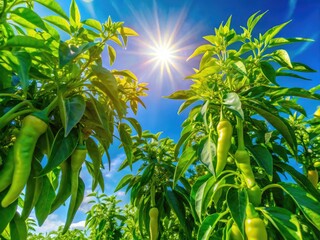 Lush Green Pepper Tree Branches Against a Bright Blue Sky with Sunlight Filtering Through Leaves