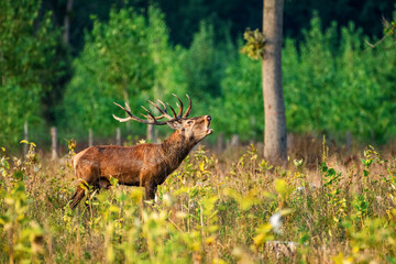 Majestic stag bellowing in the forest clearing loudly