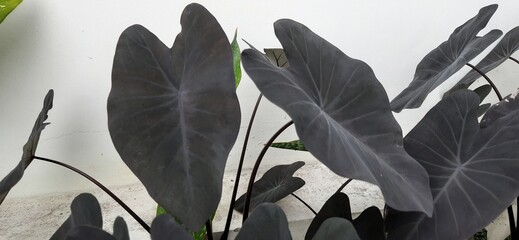 Colocasia esculenta. Black Magic Elephant ear plant leaf texture and detail background © andi