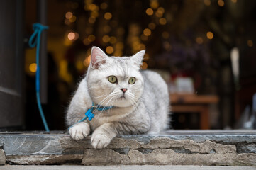 American Shorthair lying on doorstep