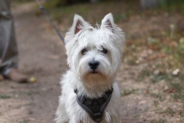 White west highland terrier puppy with his owner in walk outdoors.