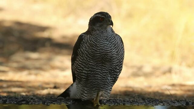 Adult female Northern goshawk at a watering hole on a hot summer day in a Mediterranean pine and oak forest in central Spain