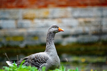 Graugans in der Wiese im Porträt