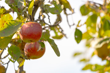 red apples on a tree in september in fine weather