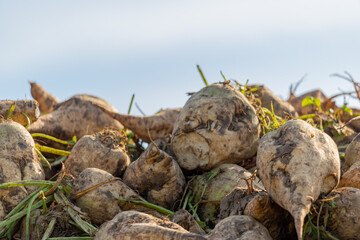 Freshly harvested sugar beets on the field covered with earth
