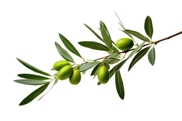 olive tree twig branch isolated on white or transparent png