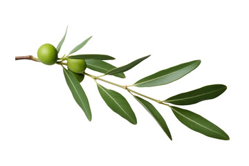 olive tree twig branch isolated on white or transparent png