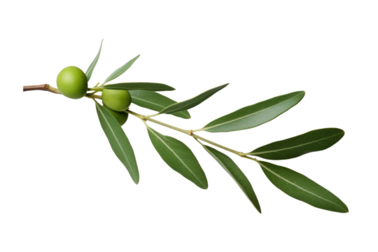 olive tree twig branch isolated on white or transparent png