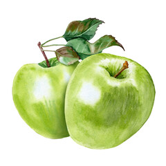 Couple of green apple. Hand painted clipart