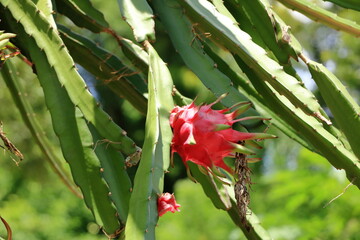 dragon fruit at a tree in Bali, Indonesia