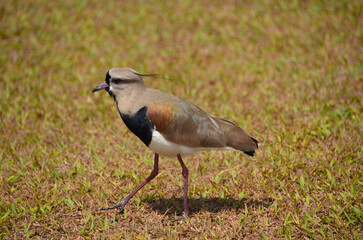 Southern lapwing is a bird belonging to the Charadriidae family. It prefers to live in low-lying areas, in fields, beaches, marshes, mangroves and humid floodplains.