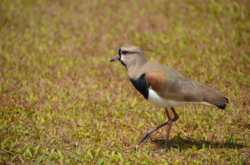 Southern lapwing is a bird belonging to the Charadriidae family. It prefers to live in low-lying areas, in fields, beaches, marshes, mangroves and humid floodplains.