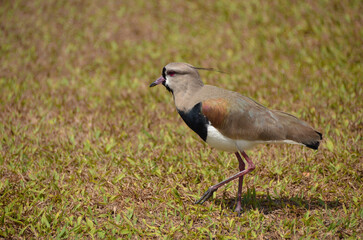 Southern lapwing is a bird belonging to the Charadriidae family. It prefers to live in low-lying areas, in fields, beaches, marshes, mangroves and humid floodplains.