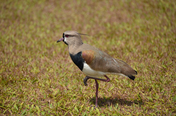 Southern lapwing is a bird belonging to the Charadriidae family. It prefers to live in low-lying areas, in fields, beaches, marshes, mangroves and humid floodplains.