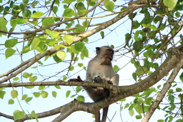Monkey at the Uluwatu temple, Bali, Indonesia