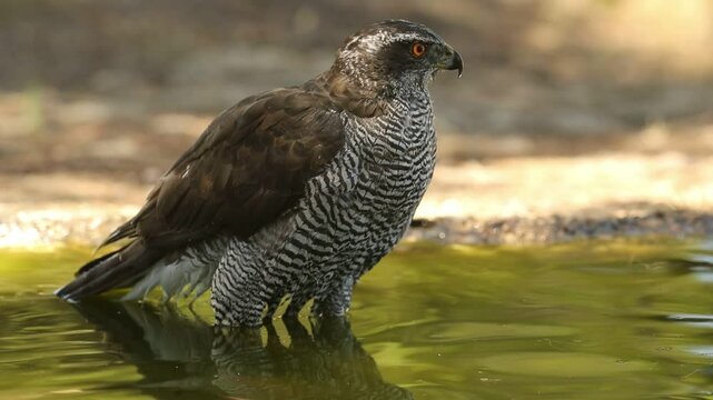 Adult female Northern goshawk at a watering hole on a hot summer day in a Mediterranean pine and oak forest in central Spain