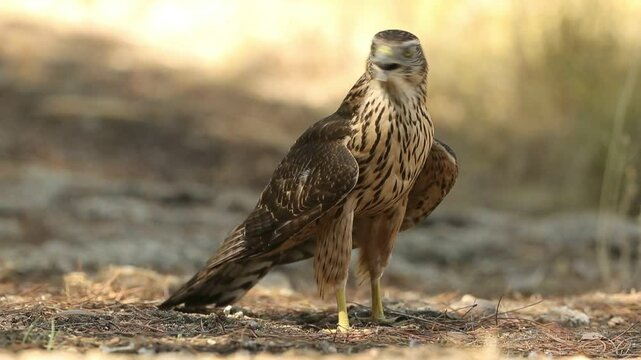 Young male Northern goshawk at a water point within a Mediterranean forest of oaks and pines with the last light of a summer day