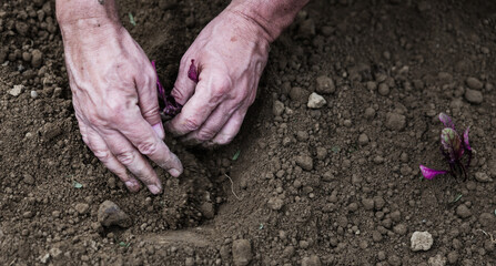 Hands planting beetroot seedlings in soil, copy space.