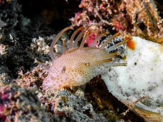  Soft Coral. small Sarcophyton sp,