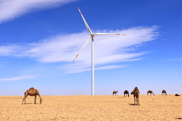 Camels on a wind farm in the desert of Jordan, Middle East