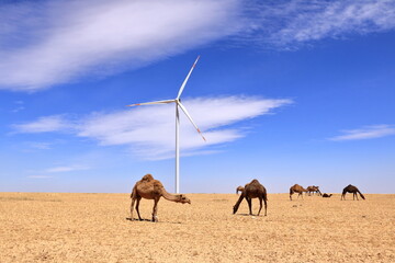Camels on a wind farm in the desert of Jordan, Middle East