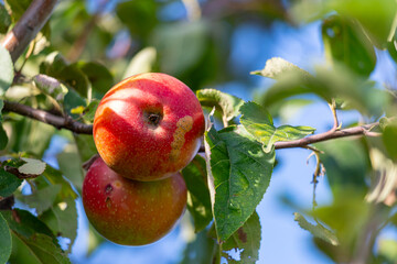 red apples on a tree in september in fine weather