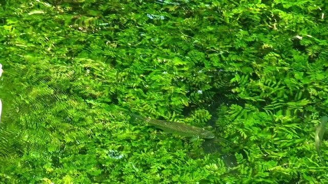 Trout and domesticated ducks in a crystal-clear stream over bright green riparian vegetation,