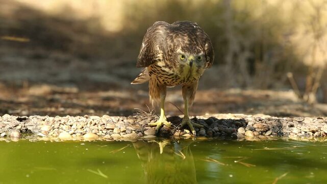 Young male Northern goshawk at a water point within a Mediterranean forest of oaks and pines with the last light of a summer day