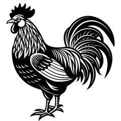 rooster isolated