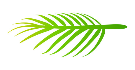 coconut leaves, coconut palm leaf, coconut branch