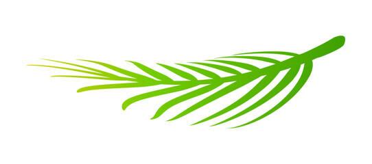 coconut leaves, coconut palm leaf, coconut branch