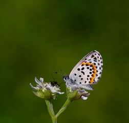 a wonderful little butterfly with black dots,Checkered Blue, Scolitantides orion