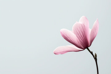 Minimalistic close-up of a pink magnolia flower on a light gray background, showcasing delicate petals and fine veining detail.