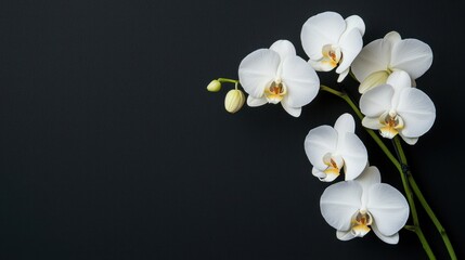 Obraz premium Elegant White Orchids on a Dark Background A Symbol of Purity and Beauty