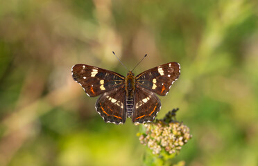 map butterfly feeding on flower, European Map, Araschnia levana